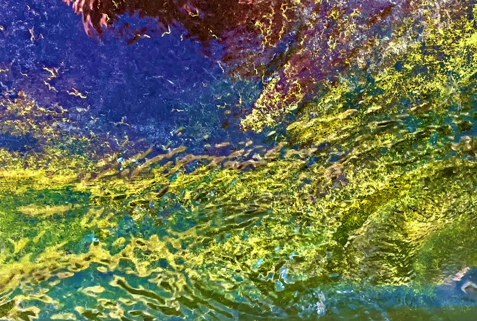 Aquarium - Acrylic Photo Print
