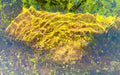 Golden Fleece - Acrylic Photo Print