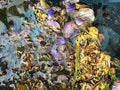 Melting Pot - Acrylic Photo Print